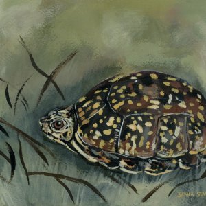 Teal Turtle Downloadable Print