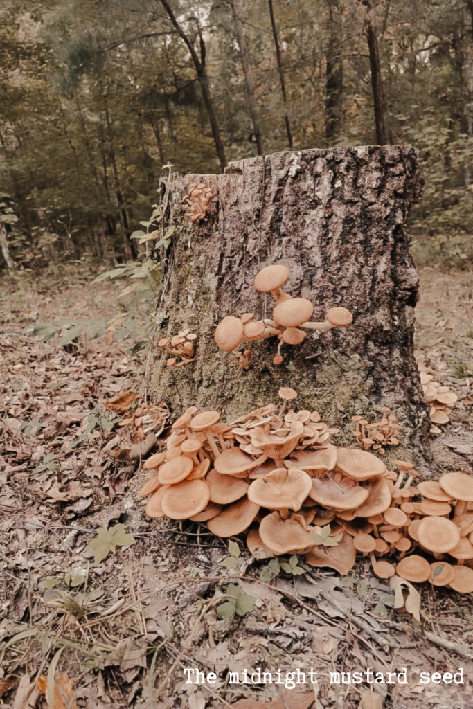 A tree stump with wild mushrooms growing in it.
Fall leaves cover the forest floor. Mushroom tree stump in the fall. Fall mushroom photo.