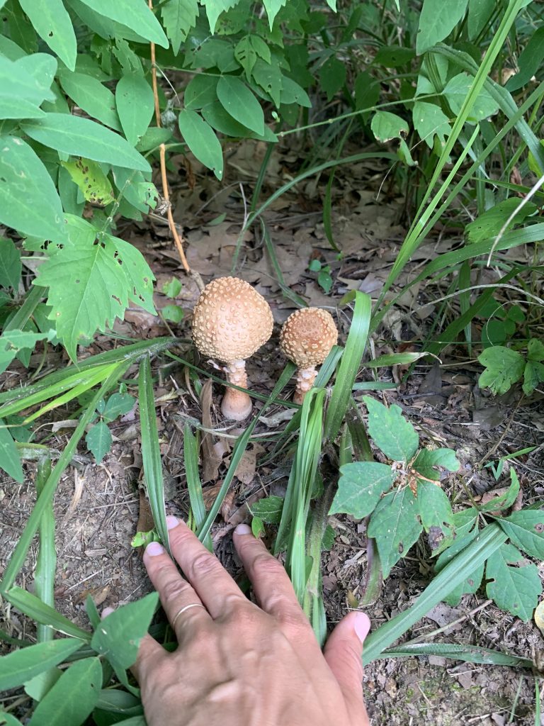 Brown mushrooms with white spots on cap . Foraging for mushrooms.