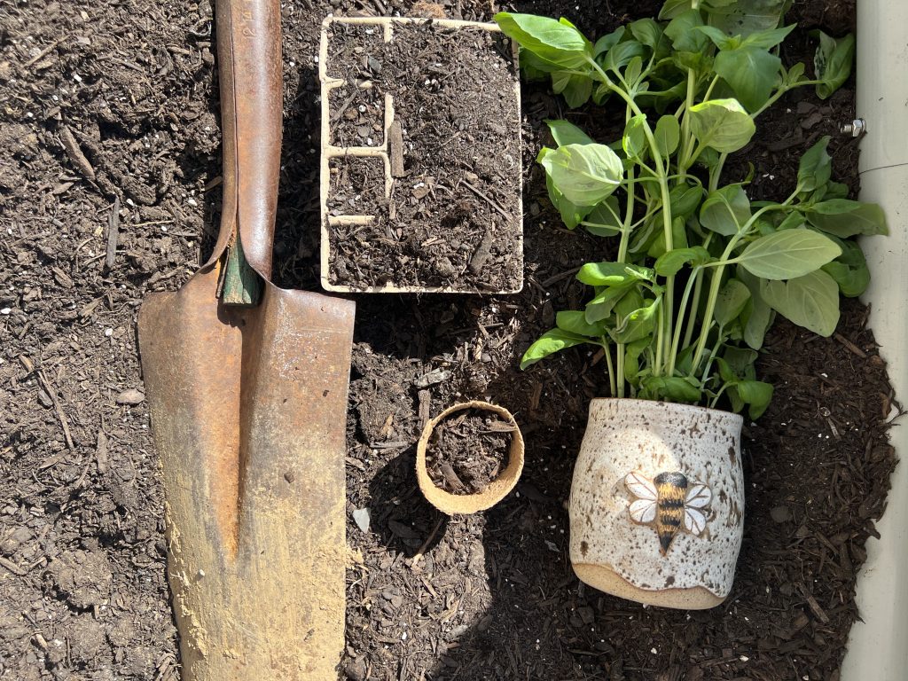 A close-up view of a garden bed prepared for planting. A rusty, well-used metal shovel with a worn wooden handle leans against dark, loose soil. Nearby in the soil sits a small biodegradable seedling tray filled with potting mix, a small empty coconut coir pot, and a potted basil plant with lush green leaves growing in a handmade, speckled ceramic pot decorated with a detailed bee illustration. The scene is sunlit and shows rich garden soil bordered by what appears to be a light-colored raised bed edge or container.